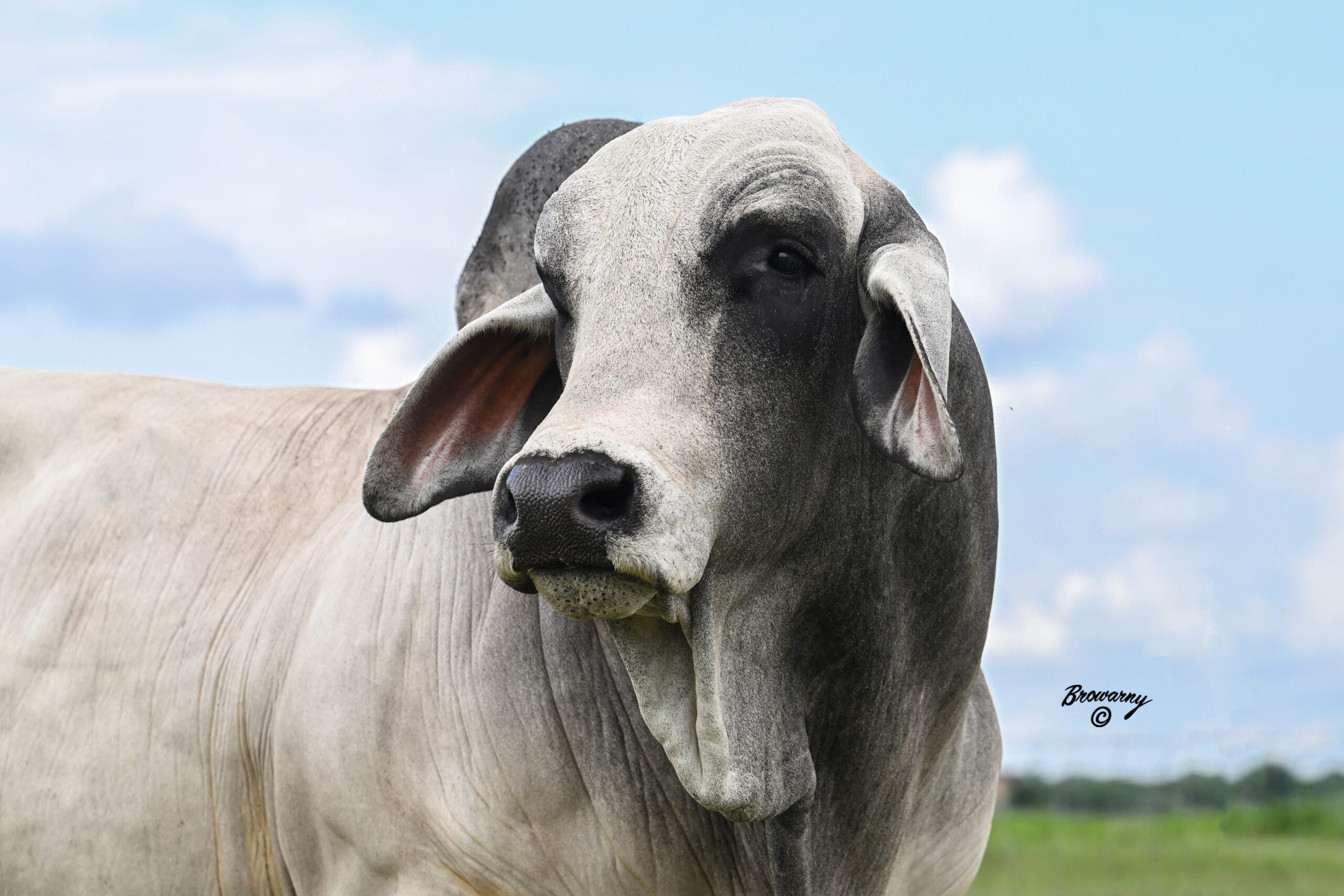 Heritage Cattle Company photo 3