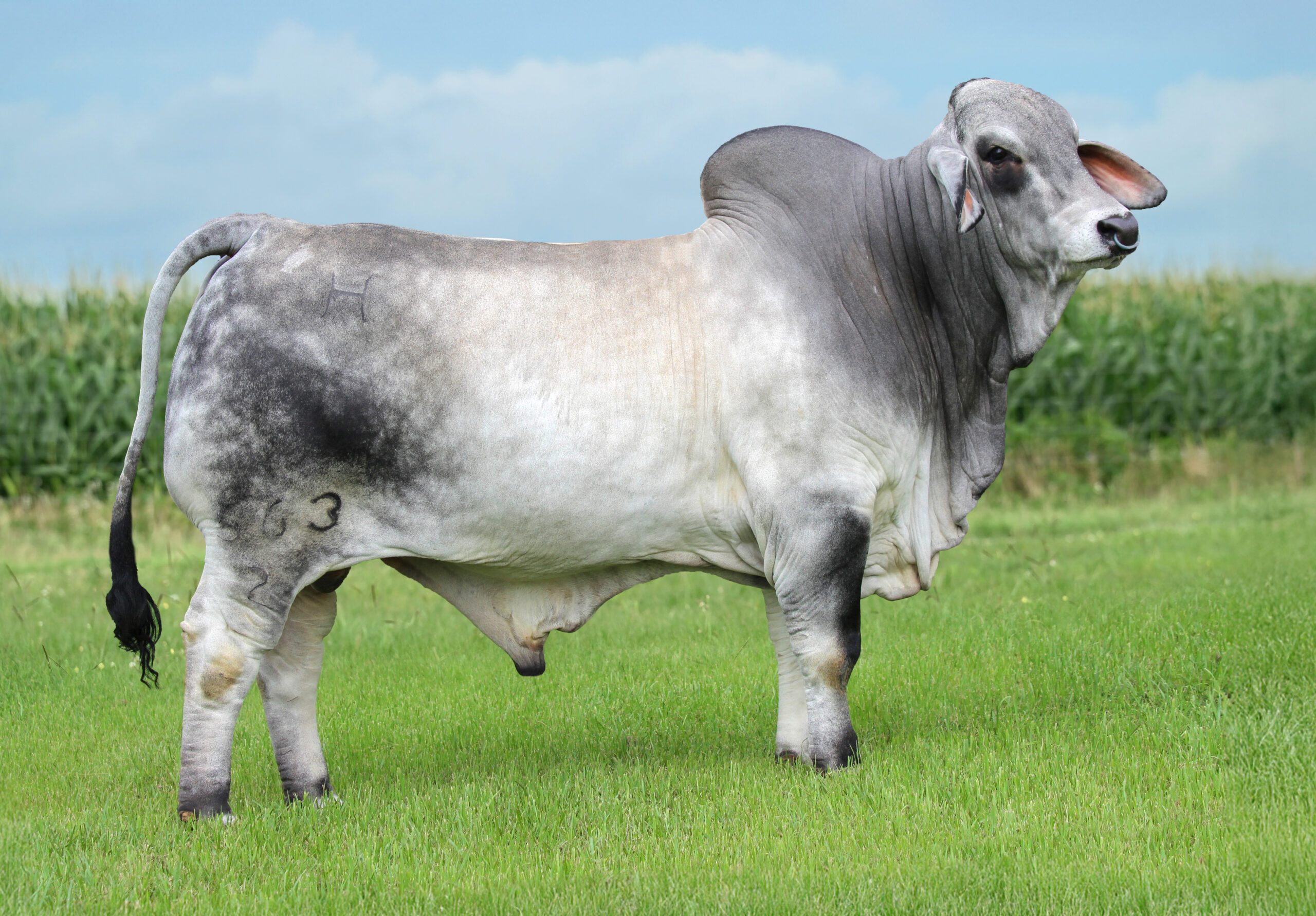 Mr H Madison Manso 563/2