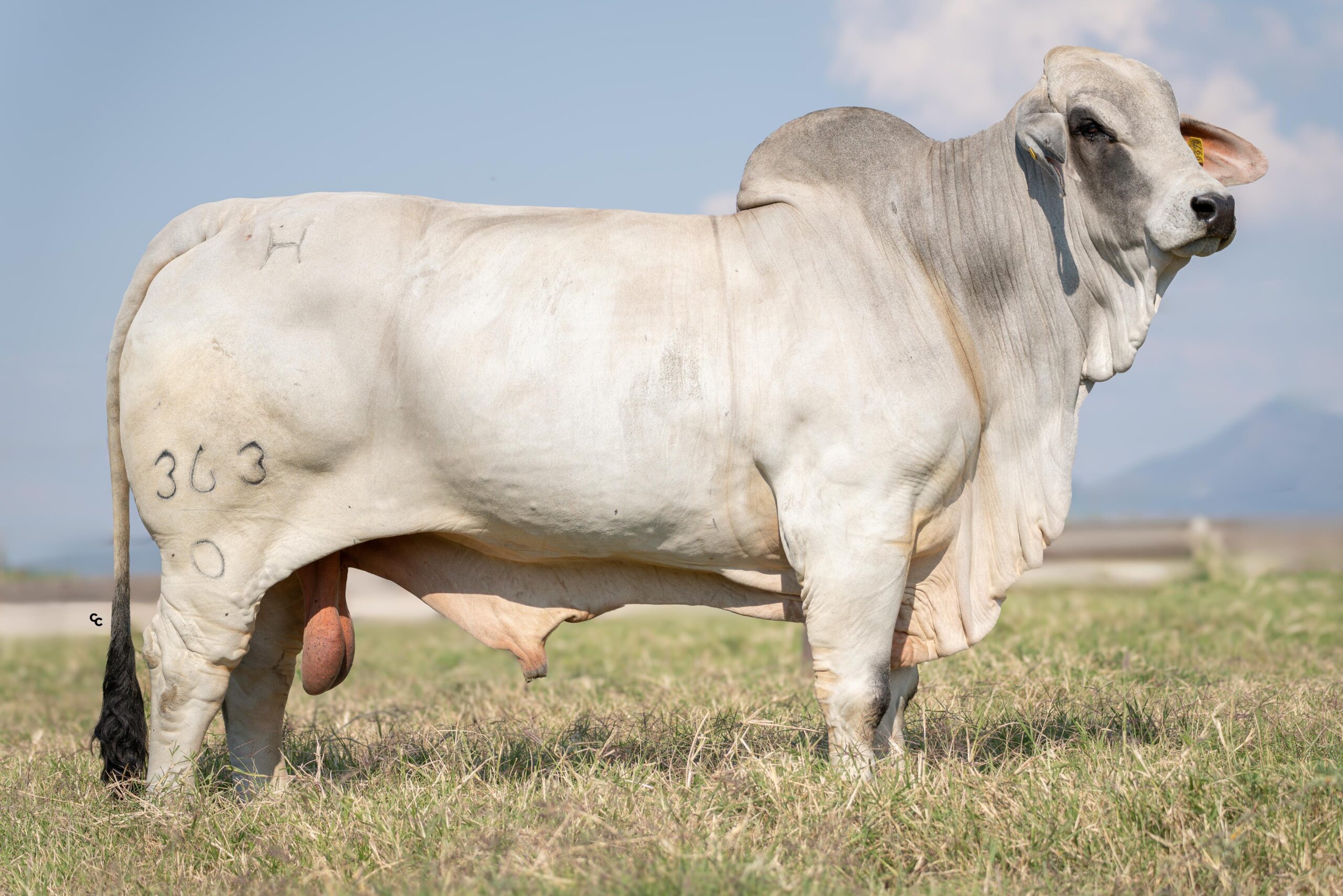 Mr H Highland Manso 363/0
