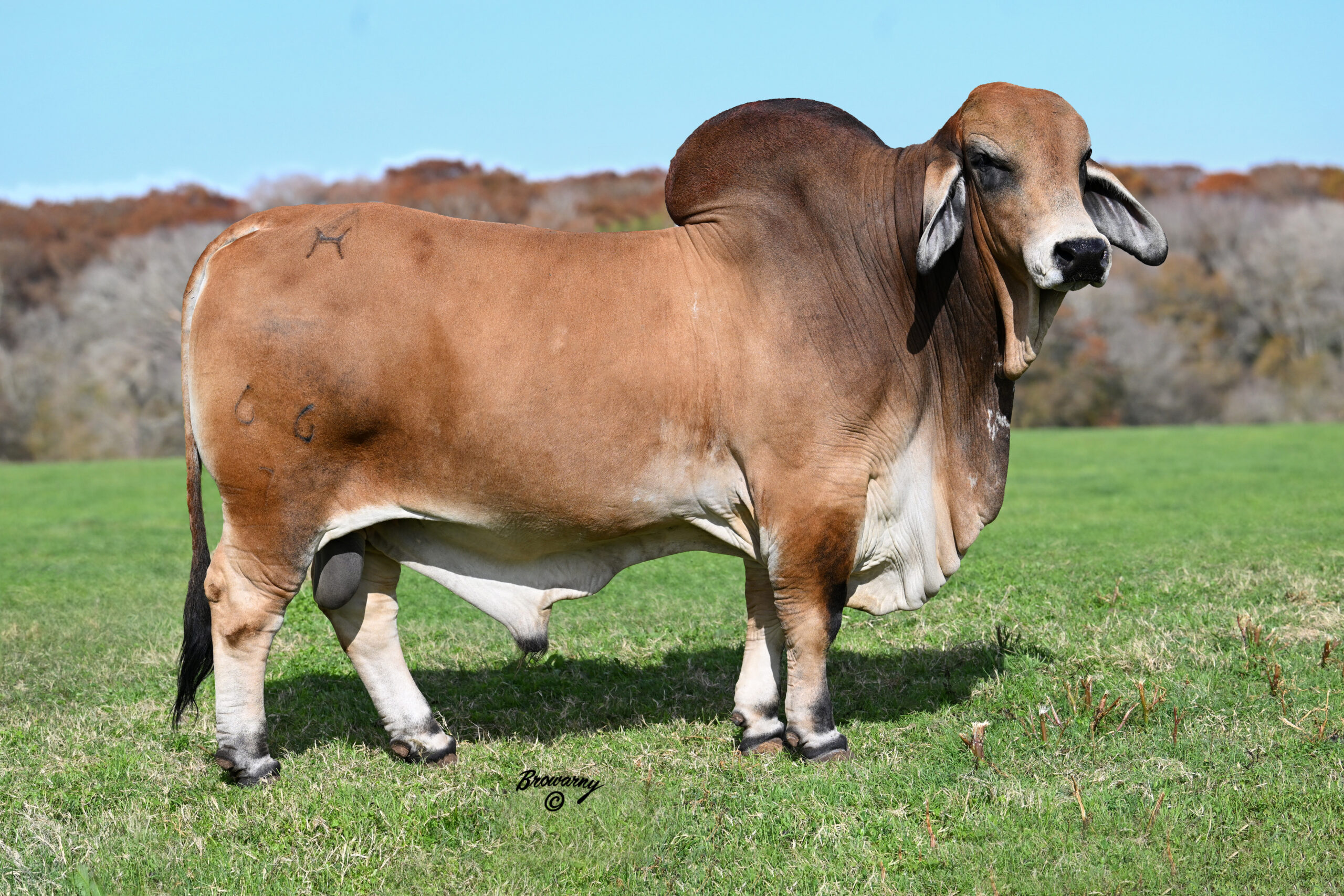 Mr H Bubba Rojo 66/7 Red Brahman Sire
