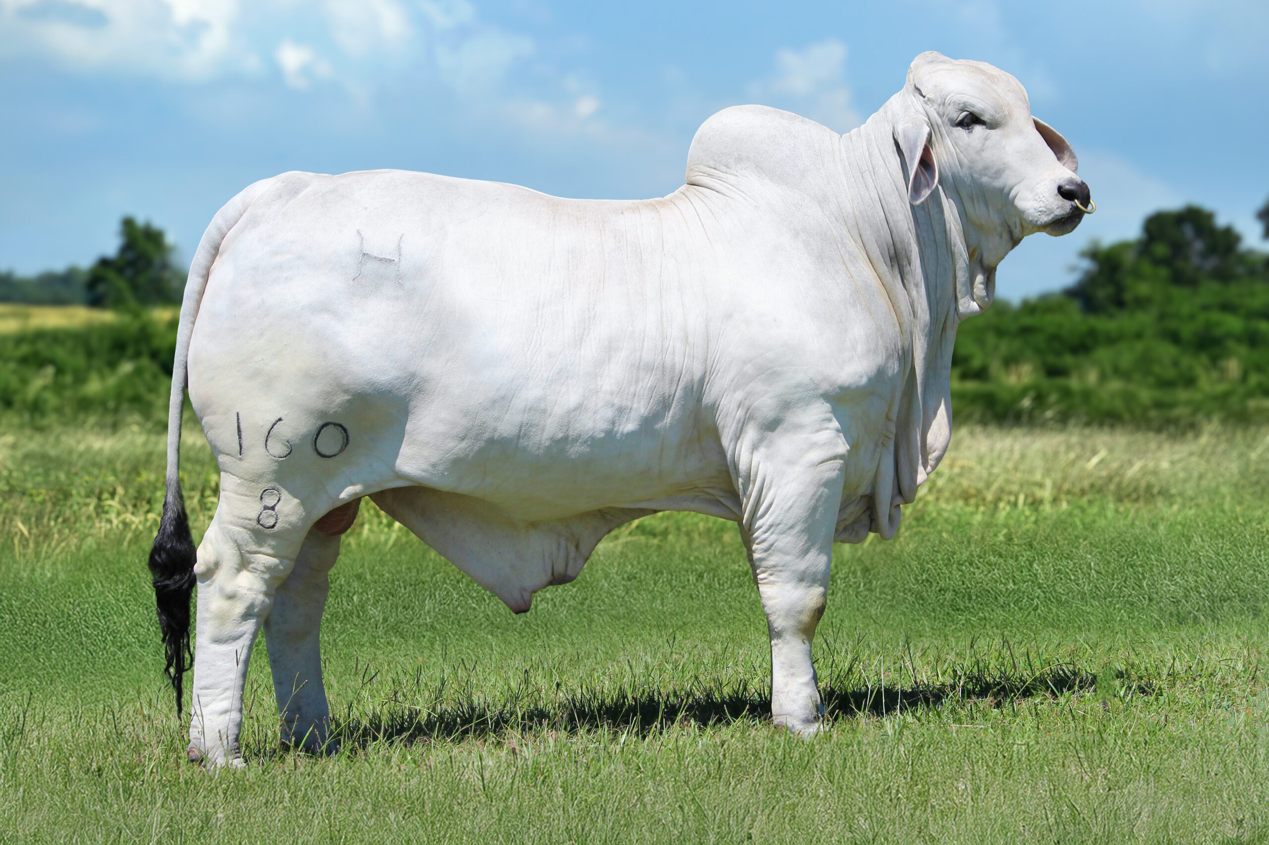Mr H Charles Manso 160-8 Gray Brahman Sires